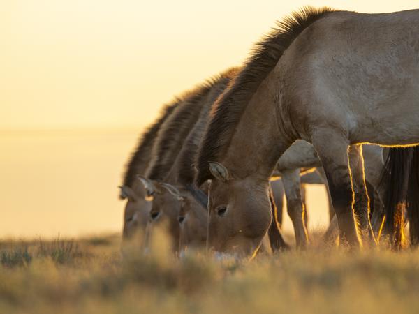 Pressefoto
Przewalski-Pferde aus dem Tierpark Berlin und Artgenossen aus Prag werden in Kasachstan in die Wildnis der Altyn-Dala-Steppe entlassen. Das langfristige Ziel des Gemeinschaftsprojektes «Return Of The Wild Horses» ist es, in den nächsten Jahren mindestens 40 Pferde in ihrem natürlichen Lebensraum wieder anzusiedeln, wie der Berliner Zoo mitteilte. 