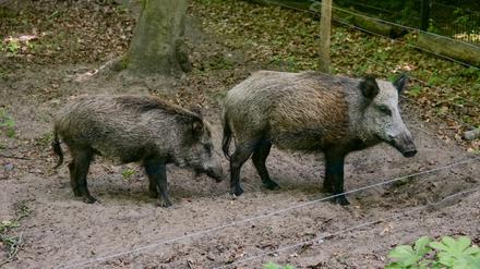 Wildtiergehege am Schwarzen Weg/Tegeler Forst, Foto: Berliner Forsten