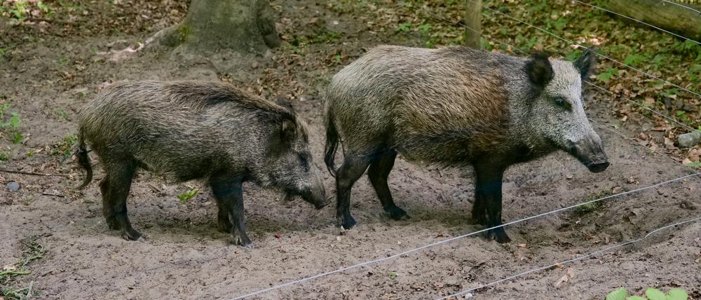 Wildtiergehege am Schwarzen Weg/Tegeler Forst, Foto: Berliner Forsten