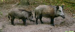 Wildtiergehege am Schwarzen Weg/Tegeler Forst, Foto: Berliner Forsten