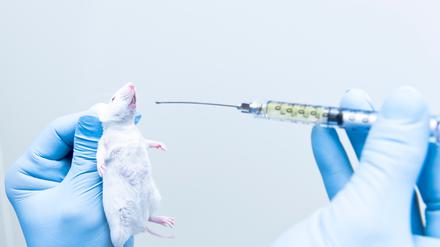 Unangenehm und stressig für die Maus: Per Sonde einen Wirkstoff eingeflößt zu bekommen.