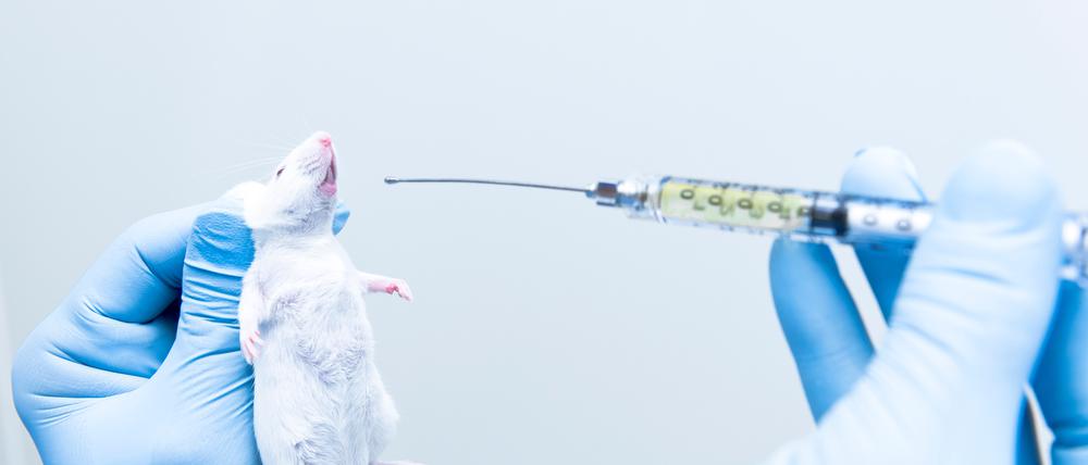 Unangenehm und stressig für die Maus: Per Sonde einen Wirkstoff eingeflößt zu bekommen.