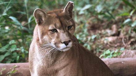 Ein Puma (Puma concolor) wird am 29. Mai 2025 im Verein Mata Ciliar, einer Organisation zur Erhaltung der biologischen Vielfalt, in Jundiai im brasilianischen Bundesstaat Sao Paulo fotografiert (Symbolbild).
