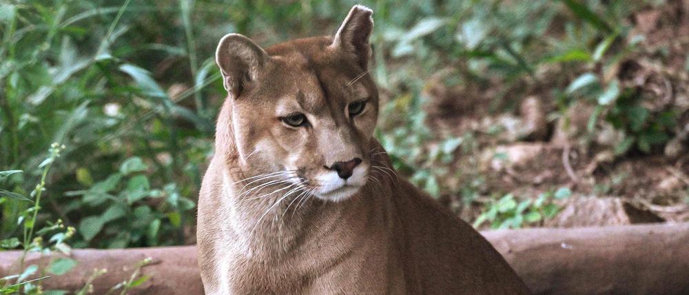 Ein Puma (Puma concolor) wird am 29. Mai 2025 im Verein Mata Ciliar, einer Organisation zur Erhaltung der biologischen Vielfalt, in Jundiai im brasilianischen Bundesstaat Sao Paulo fotografiert (Symbolbild).