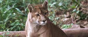 Ein Puma (Puma concolor) wird am 29. Mai 2025 im Verein Mata Ciliar, einer Organisation zur Erhaltung der biologischen Vielfalt, in Jundiai im brasilianischen Bundesstaat Sao Paulo fotografiert (Symbolbild).