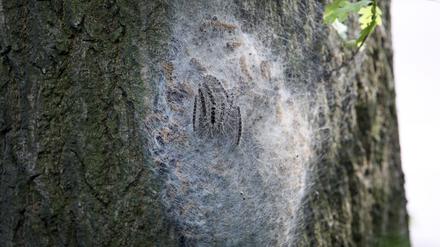 Ein Nest mit Eichen-Prozessionsspinnern hängt an einem Baum.  (Archivbild)