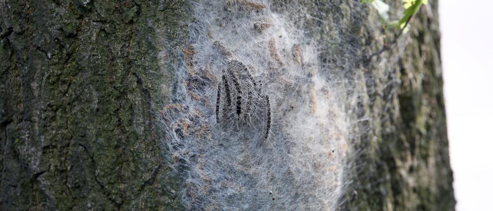 Ein Nest mit Eichen-Prozessionsspinnern hängt an einem Baum. (Archivbild)