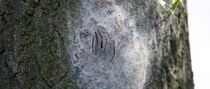 Ein Nest mit Eichen-Prozessionsspinnern hängt an einem Baum.  (Archivbild)
