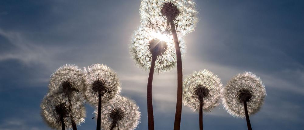 Sonne und Wolken stehen in den kommenden Tagen im Wechselspiel zueinander. (Symbolbild)