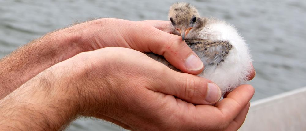 Große Freude bei Artenschützern: Junge Flussseeschwalben sind in Sielmanns Naturlandschaft Groß Schauener Seen bei Storkow geschlüpft.