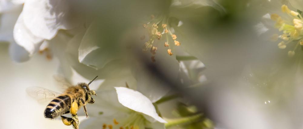 Ausgewachsene Bienen können nicht erkranken, aber die Krankheit verbreiten, wodurch es zum Massensterben von Bienenvölkern kommen kann (Symbolbild).
