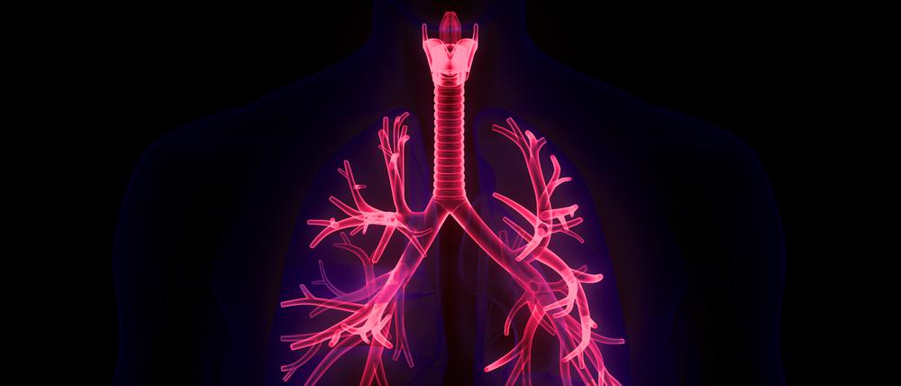 3D-Illustration des menschlichen Lungentraktes