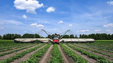 Ein sogenannter Gurkenflieger - eine Maschine mit einer Art Tragflächen - kommt im Spreewald für die Gurkenernte zum Einsatz.