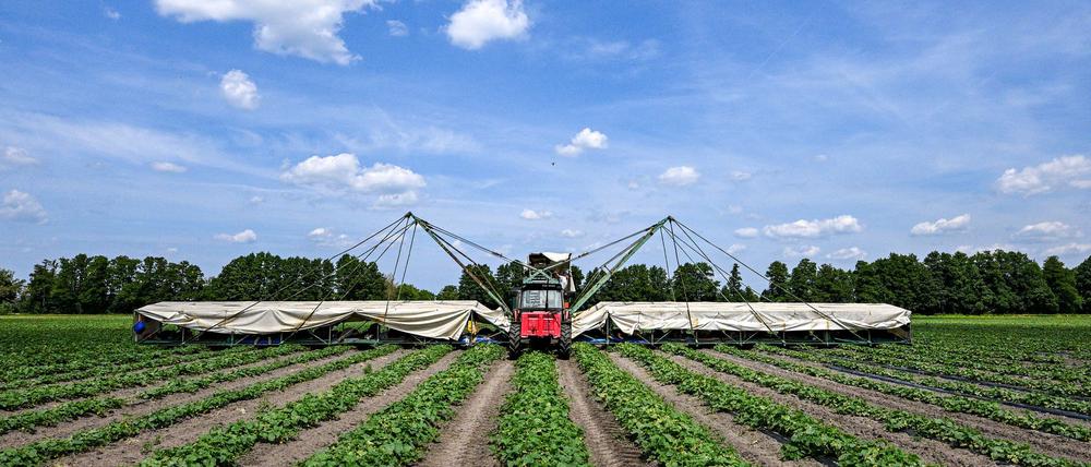 Ein sogenannter Gurkenflieger - eine Maschine mit einer Art Tragflächen - kommt im Spreewald für die Gurkenernte zum Einsatz.