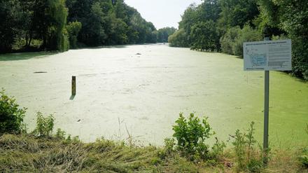 Den Fennsee in Berlin-Wilmersdorf bedeckt eine grüne Schicht.