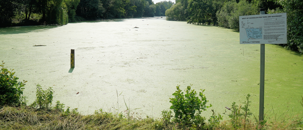 Den Fennsee in Berlin-Wilmersdorf bedeckt eine grüne Schicht.