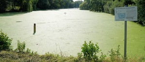 Den Fennsee in Berlin-Wilmersdorf bedeckt eine grüne Schicht.