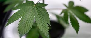 Die Mary Jane findet vom 19. bis zum 22. Juni statt. (Archivbild)