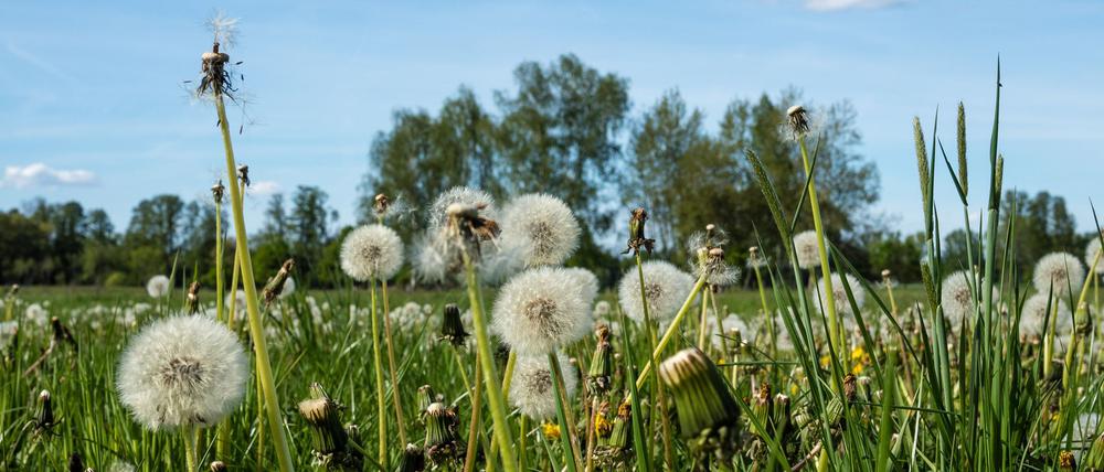 Windböen mischen sich am Donnerstag kurz in die freundlichen Aussichten der nächsten Tage. (Symbolbild)