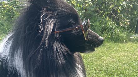 Smarter Gefährte. Schulhund Quix von Oberstudienrätin Corinna Fricke hat an der Sophie-Scholl-Oberschule in Berlin-Schöneberg alles im Blick.