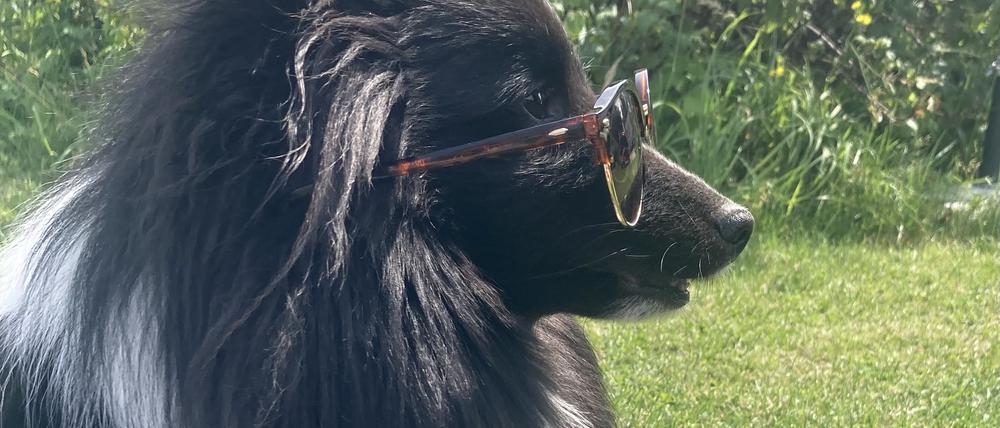 Smarter Gefährte. Schulhund Quix von Oberstudienrätin Corinna Fricke hat an der Sophie-Scholl-Oberschule in Berlin-Schöneberg alles im Blick.