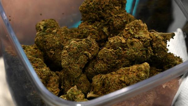 Cannabis-Blüten liegen in einer Box. (Symbolbild)