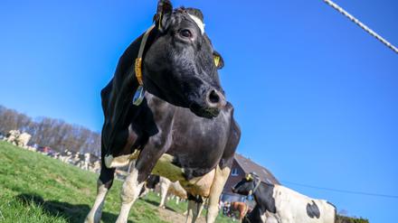 Aus einem Betrieb in Mecklenburg-Vorpommern wurde Bullensperma gestohlen. (Symbolbild)