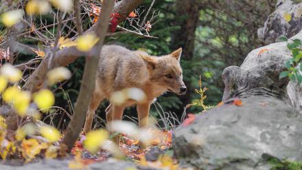 Ein Goldschakal Canis aureus steht hinter einem Felsen zwischen Büschen am Waldrand (Symbolbild).