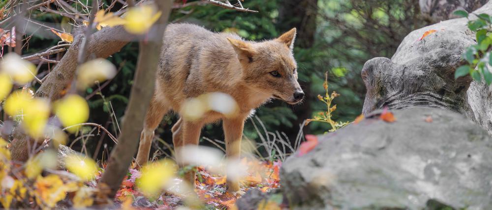 Ein Goldschakal Canis aureus steht hinter einem Felsen zwischen Büschen am Waldrand (Symbolbild).