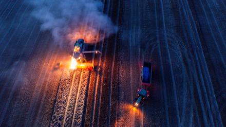 ARCHIV - 12.08.2024, Mecklenburg-Vorpommern, Mühlen Eichsen: Mähdrescher und Traktorengespanne fahren nach Sonnenuntergang über ein Feld und dreschen Weizen. 