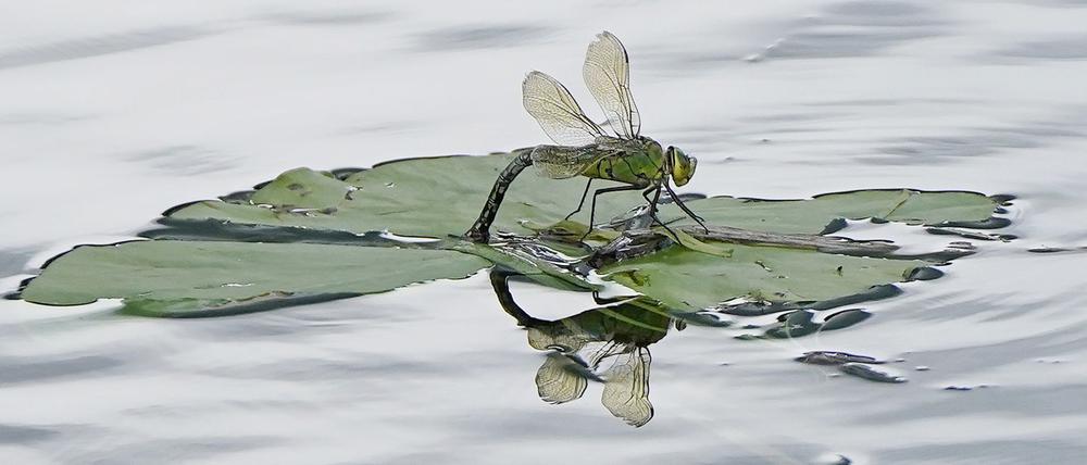 Für Insekten sind Pyrethroide, die unter anderem in Pflanzenschutzmitteln stecken, besonders gefährlich. (Archivbild)
