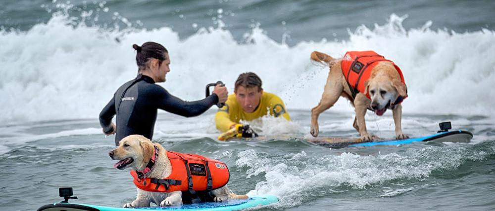 Auch Hunde können sich fürs Surfen begeistern - aber Schwimmwesten sind Pflicht.