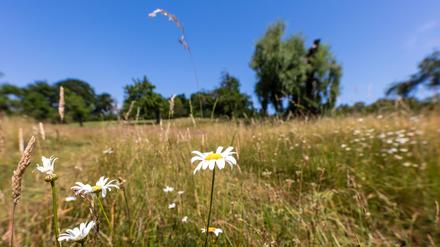 Passend zum Sommeranfang soll es am Wochenende in Berlin und Brandenburg heiß und sonnig werden. (Archivbild)