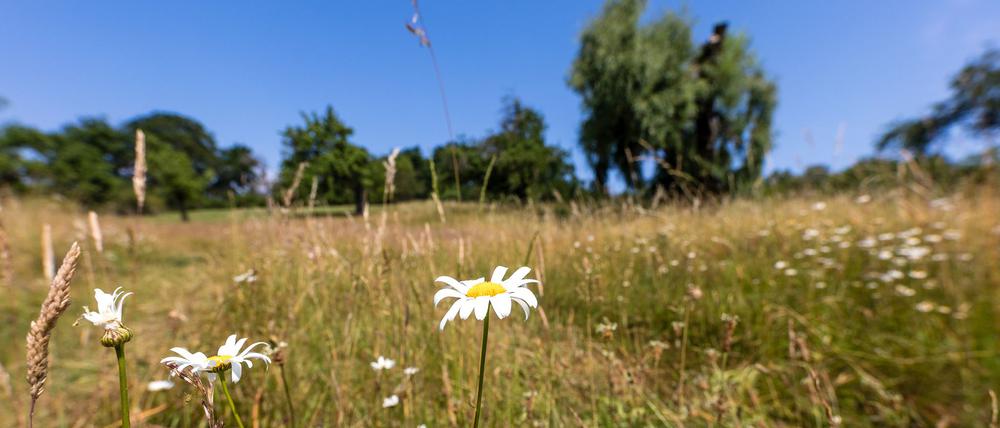 Passend zum Sommeranfang soll es am Wochenende in Berlin und Brandenburg heiß und sonnig werden. (Archivbild)