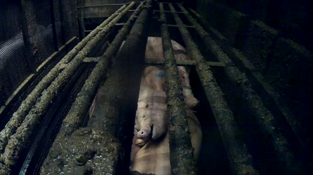 Ein Foto, das nach Angaben von Animal Right Watch Schweine in der Betäubungsanlage eines Schlachthofs in Niedersachsen zeigt.