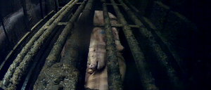 Ein Foto, das nach Angaben von Animal Right Watch Schweine in der Betäubungsanlage eines Schlachthofs in Niedersachsen zeigt.