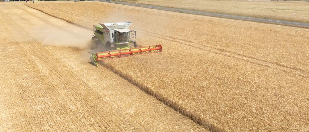 Die Landwirte hoffen nach einem trockenen Frühjahr auf eine durchschnittliche Ernte. (Archivbild)