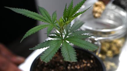 Ob frisch oder getrocknet: Cannabis stand im Mittelpunkt der Messe Mary Jane. (Archivbild)