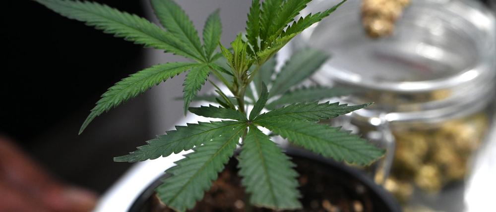 Ob frisch oder getrocknet: Cannabis stand im Mittelpunkt der Messe Mary Jane. (Archivbild)
