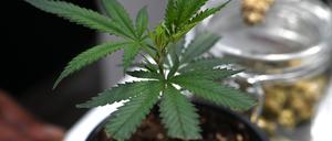 Ob frisch oder getrocknet: Cannabis stand im Mittelpunkt der Messe Mary Jane. (Archivbild)