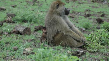 Erwachsener Pavian und Jungtier im Amboseli-Nationalpark in Kenia.