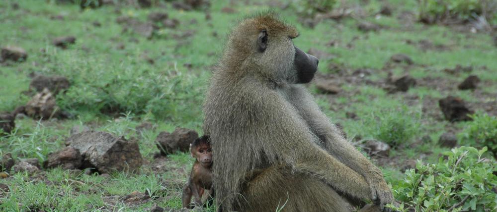 Erwachsener Pavian und Jungtier im Amboseli-Nationalpark in Kenia.