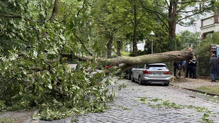 In der Bergmannstraße in Zehlendorf krachte eine Eiche auf einen BMW.
