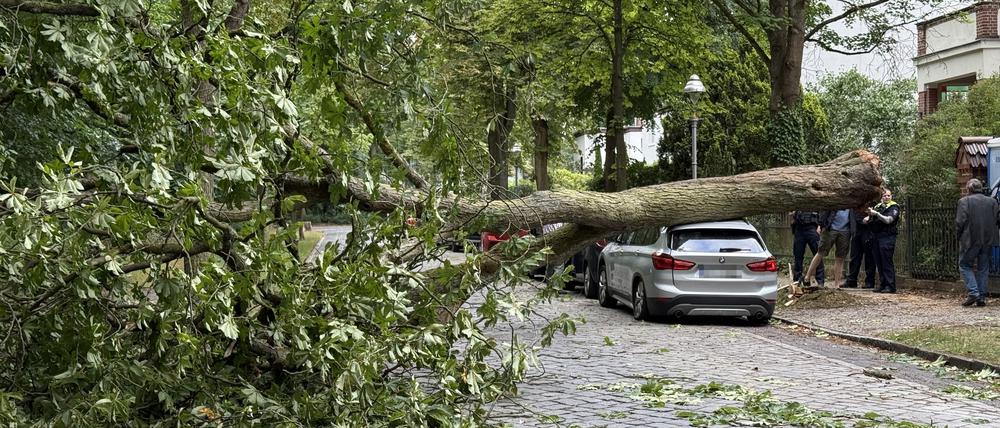 In der Bergmannstraße in Zehlendorf krachte eine Eiche auf einen BMW.