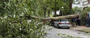 In der Bergmannstraße in Zehlendorf krachte eine Eiche auf einen BMW.