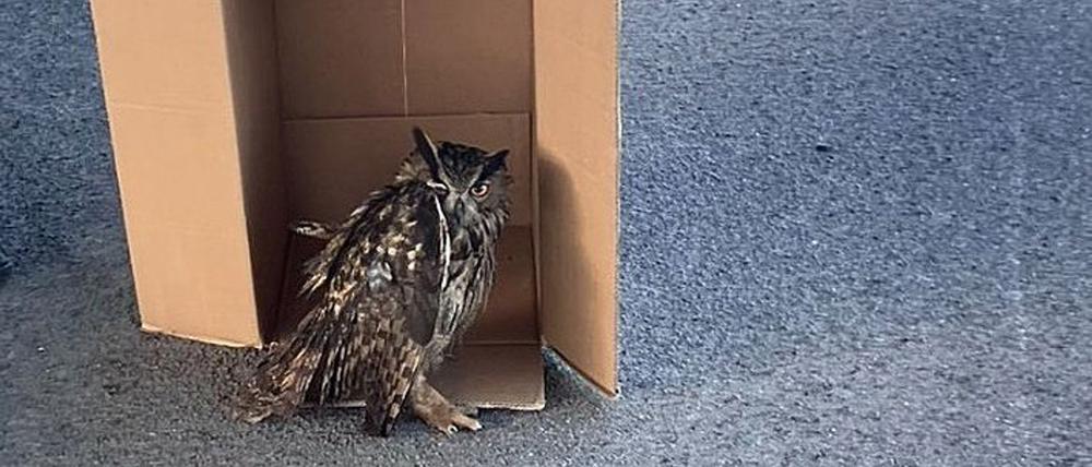 Eine Streife der Autobahnpolizei Darmstadt rettete den verletzten Vogel. (Foto Handout)