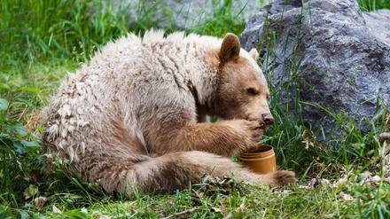A hungry white Kermode or Spirit Bear licks honey from its paw off a honey jar. model released