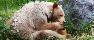 A hungry white Kermode or Spirit Bear licks honey from its paw off a honey jar. model released