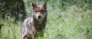 Der Umgang mit dem Wolf spaltet Jägerschaft und Tierschützer. (Archivbild)