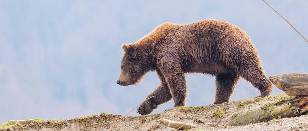 Bär 